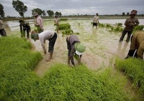Image of 15 October, International Day of Rural Women