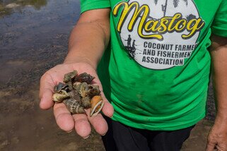 ‘Mangroves are very important. They provide a place for fish and crabs to spawn, and they give humans protection during cyclones,’ Pedro Calumpiano said. (Photo: Elizabeth Stevens / Oxfam)