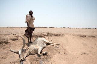 El Niños are getting stronger due to climate change. With one of the strongest El Niño ever recorded in 2016, irregular weather patterns in Ethiopia’s Somali region have made rainy season more erratic and unpredictable. Some villages have even seen no rainfall in over a year. Oxfam has been working with communities since 2011 to provide emergency water in the worst affected areas, to introduce disaster risk reduction measures and work with affected populations to develop their livelihoods and ensure food security. (Photo: Poon wai-nang / Oxfam) 