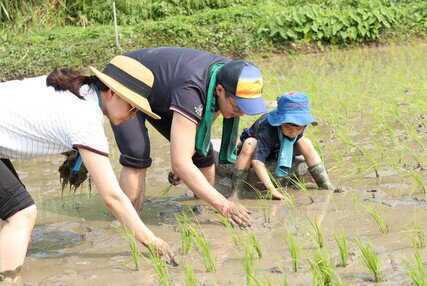 霍启刚 郭晶晶一家三口 二澳插秧初体验 呼吁公众支持「乐施米义卖大行动」撑小农 - 图像