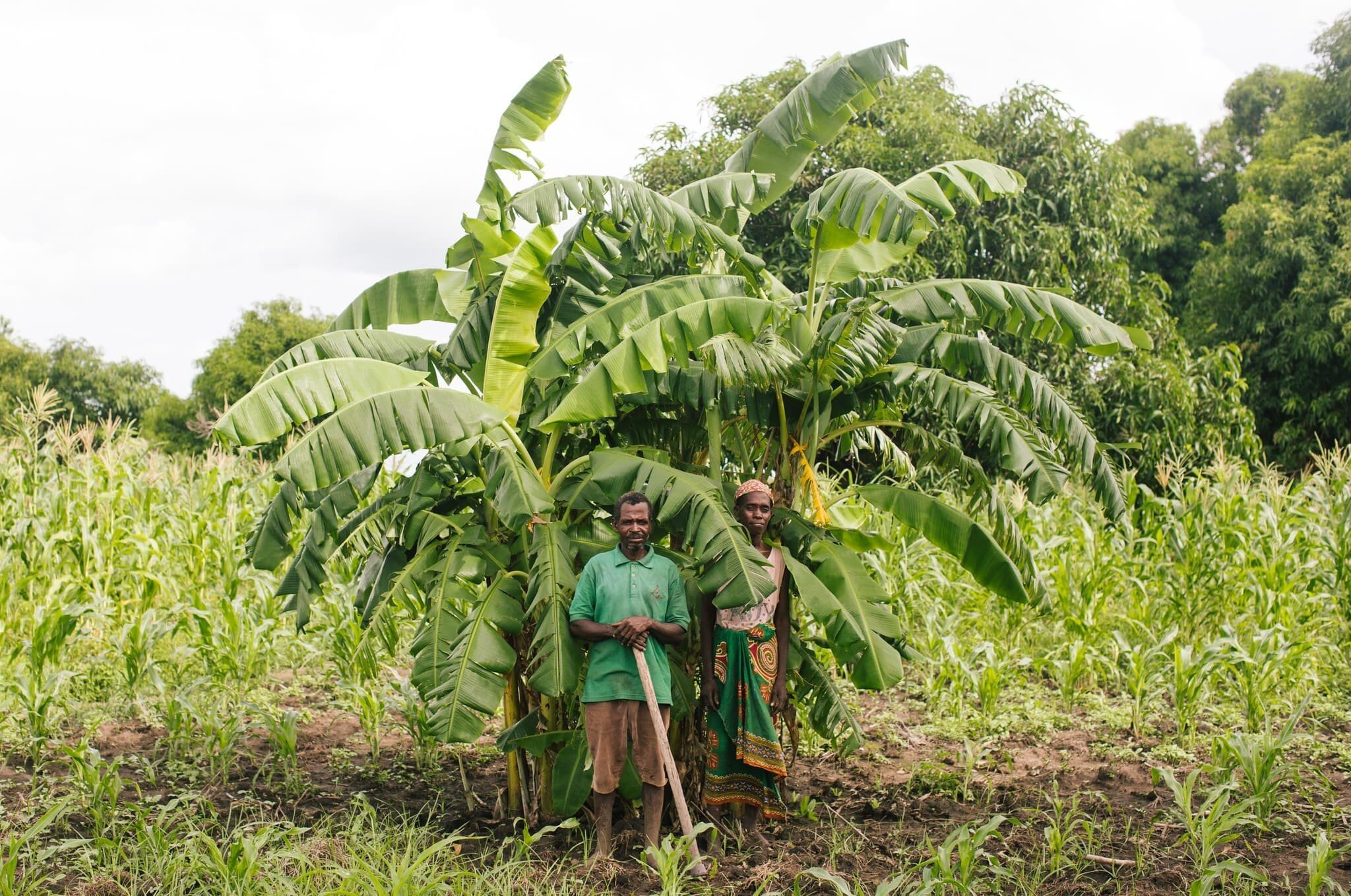 A massive locust infestation has been spreading across Africa in recent months. Taking advantage of favourable breeding conditions, locusts have swarmed areas where farmers and herders were already reeling from climate shocks. Jorge and his wife lost everything in the cyclones, including their home, crops and most of their possessions. They replanted their fields with banana trees last year, but their crops have been destroyed by locusts. (Photo: Elena Heatherwick / Oxfam)