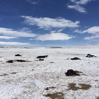 2019 青海玉樹雪災